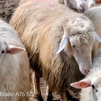 Arieti razza sarda iscritti