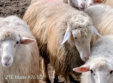 Arieti razza sarda iscritti