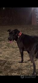 Pitbull Nera