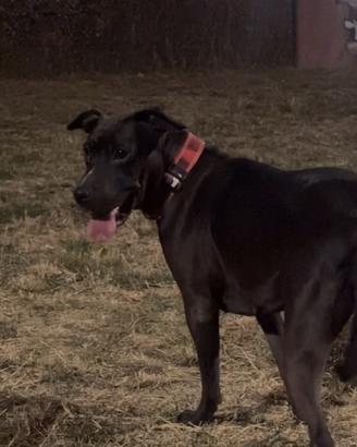 Pitbull Nera