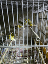 Canarini spagnoli