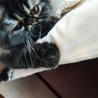 Cucciolo Persiano Ipertipico