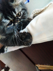 Cucciolo Persiano Ipertipico