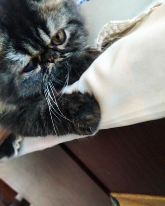 Cucciolo Persiano Ipertipico