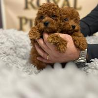 Barboncini Toy e nani piccoli Red disponibili