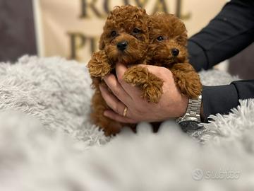 Barboncini Toy e nani piccoli Red disponibili