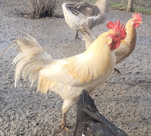 Coppia galline livornesi pile