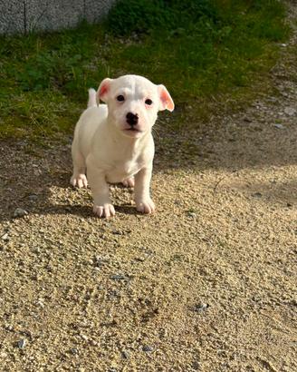 Cucciolo Jack Russel