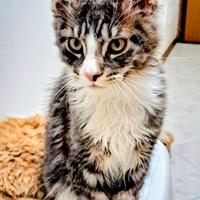 Cuccioli Maine Coon
