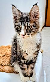 Cuccioli Maine Coon