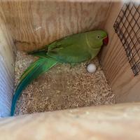 Parrocchetto dal collare pullo