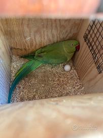 Parrocchetto dal collare pullo