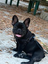 Bulldog francese