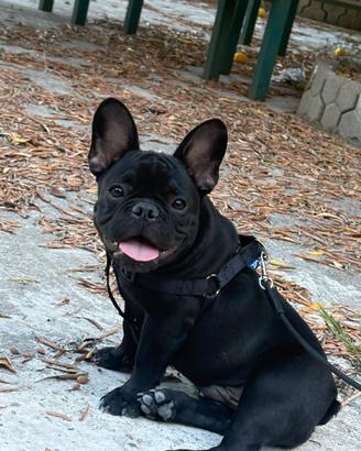 Bulldog francese