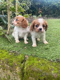 Cavalier King cuccioli