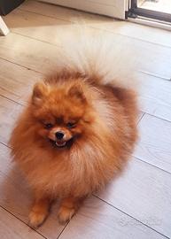 Pomerania mini toy
