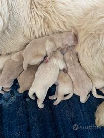 Golden retriever angloamericani