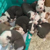 Cani american pitbul terriewr standard ukc