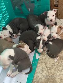 Cani american pitbul terriewr standard ukc