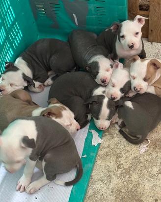 Cani american pitbul terriewr standard ukc