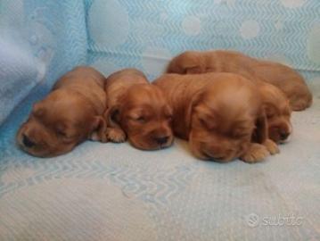 Cocker Spaniel cuccioli stupendi