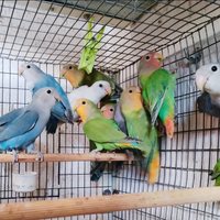 Inseparabili roseicollis