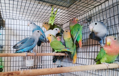 Inseparabili roseicollis