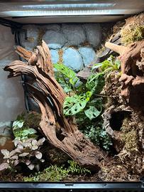 Terrario Exoterra bioattivo allestito