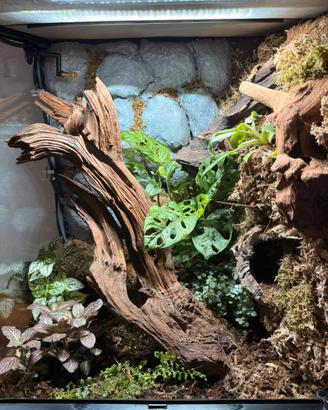 Terrario Exoterra bioattivo allestito