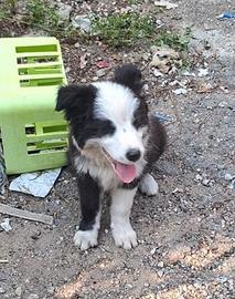 Border collie