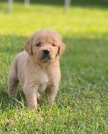 Cuccioli di Golden Retrievers linea AngloAmericana