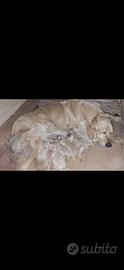 Cuccioli golden retriever