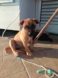 staffordshire bull terrier 