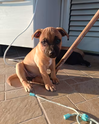 staffordshire bull terrier 