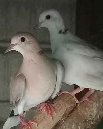 Coppia tortore dal collare