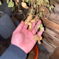 Noccioline Vietnamite