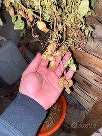 Noccioline Vietnamite