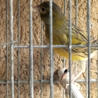 Canarini timbrando gloster