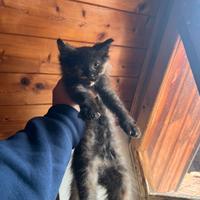 Norvegese delle foreste