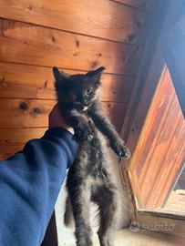 Norvegese delle foreste