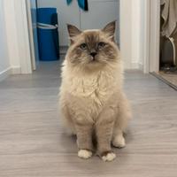 Gatto siberiano da monta con pedigree