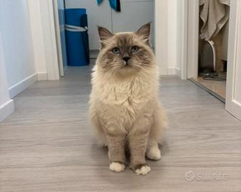 Gatto siberiano da monta con pedigree