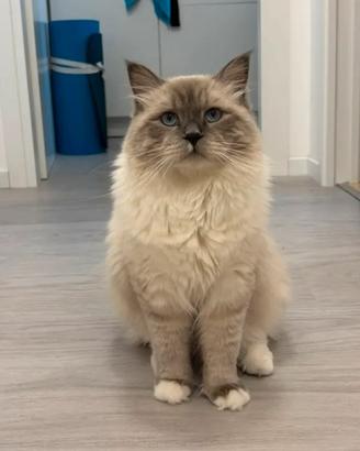 Gatto siberiano da monta con pedigree