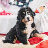 Cuccioli di Bovaro del Bernese