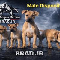 Cuccioli. American Pitbull terrier