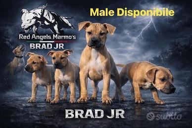 Cuccioli. American Pitbull terrier