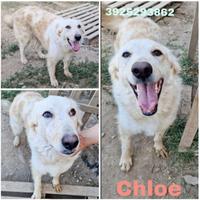 Una famiglia per una cagnolina in adozione