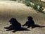 Immagine 6