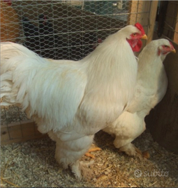 Brahma bianco coppia