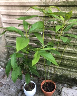 Piante di avocado